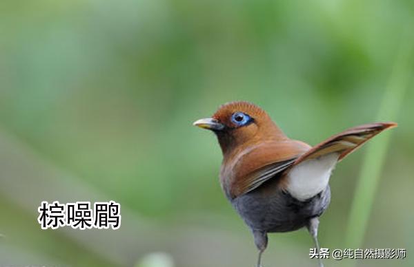 画眉品种有哪些,画眉科的鸟类大全