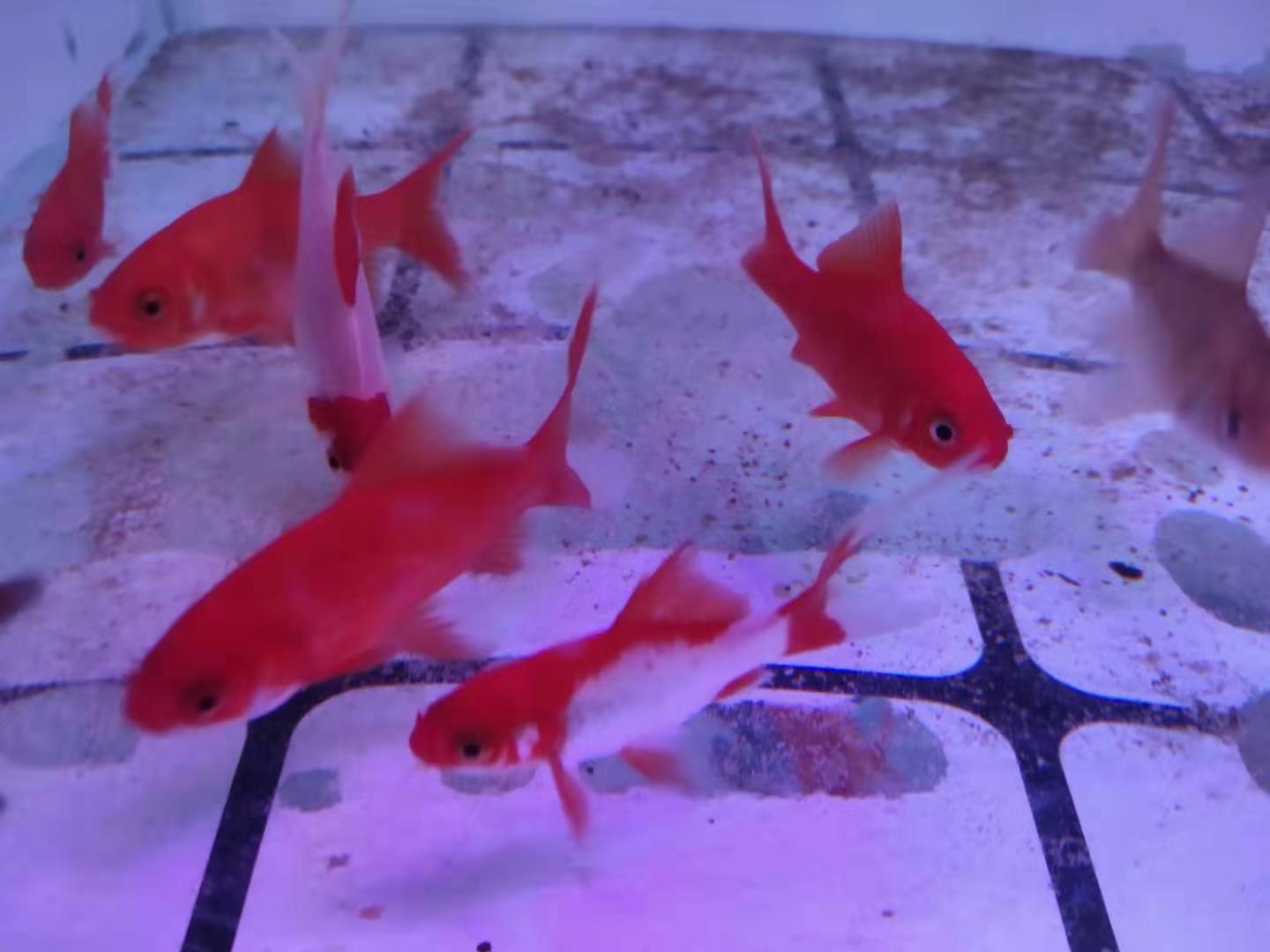 饲料鱼品质的好坏，决定中大型观赏鱼的体质，我们应该如何选择？