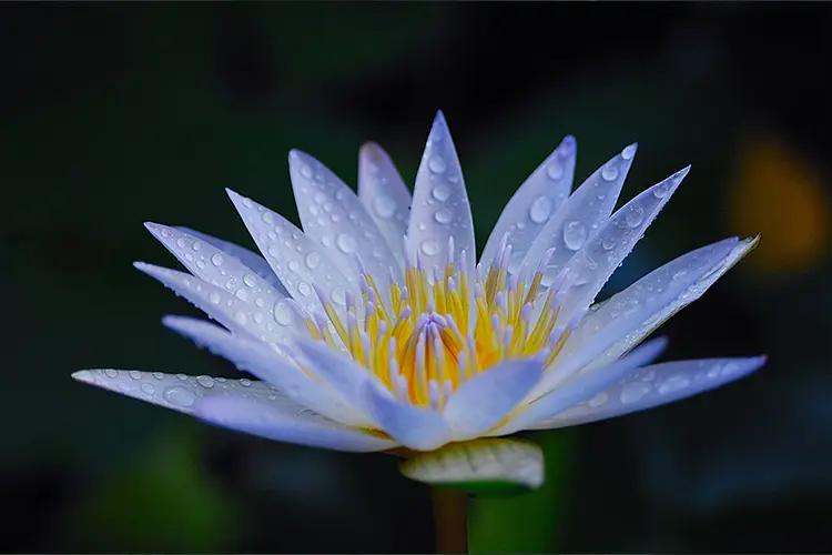 清新而优雅的香味,书香清雅入骨许你气质绝尘