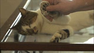 大家都在争抢猫爪杯？吸猫的最高境界，带着摄影机“猫步走天下”