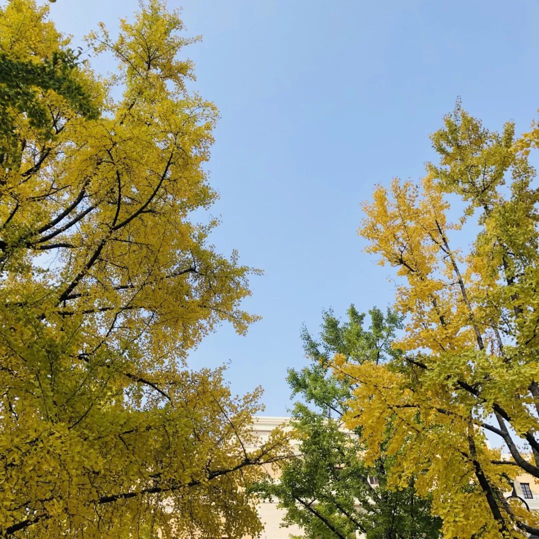 上海银杏叶打卡的地方,上海周边哪里有银杏叶