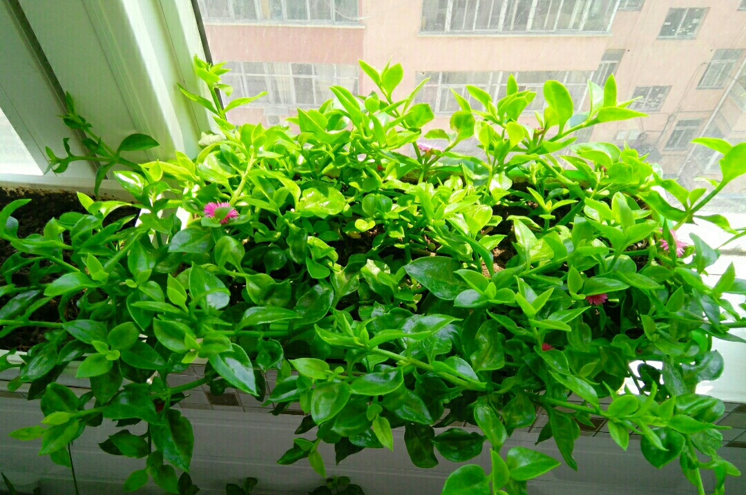 适合邻居养的十种花,养这7种花大人小孩都能养好