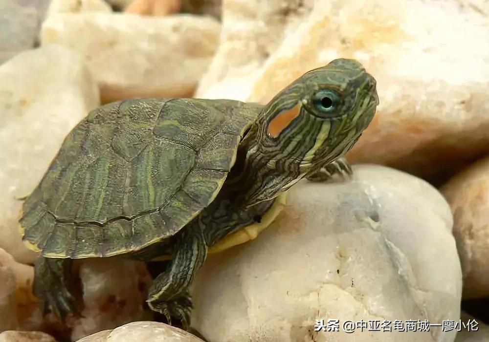 关于巴西龟的养龟小知识,养龟都是从巴西龟开始吗