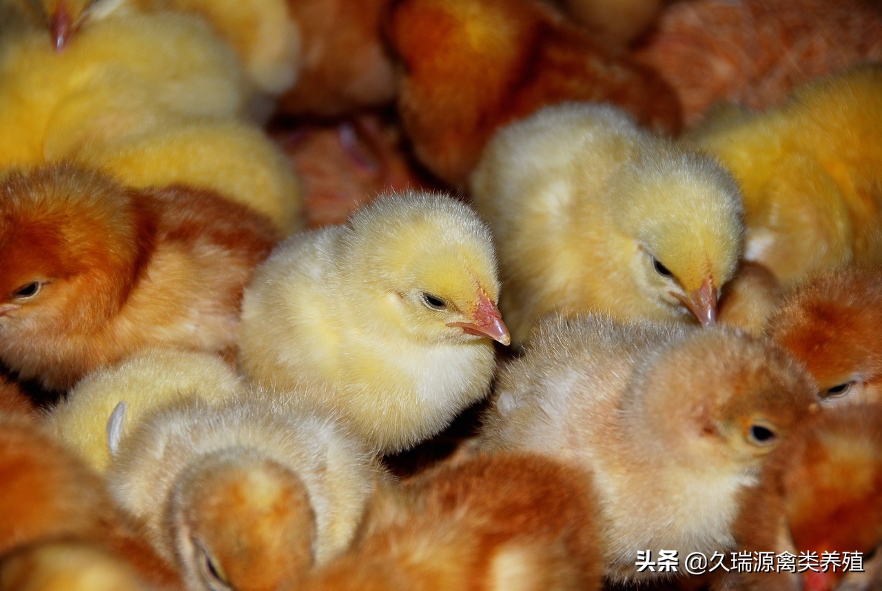 母鸡脱肛掉肠子什么原因?