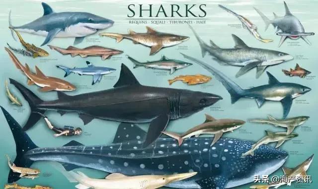 香港海关破获大宗*私走**鱼翅案！3万余条濒危鲨鱼被捕杀