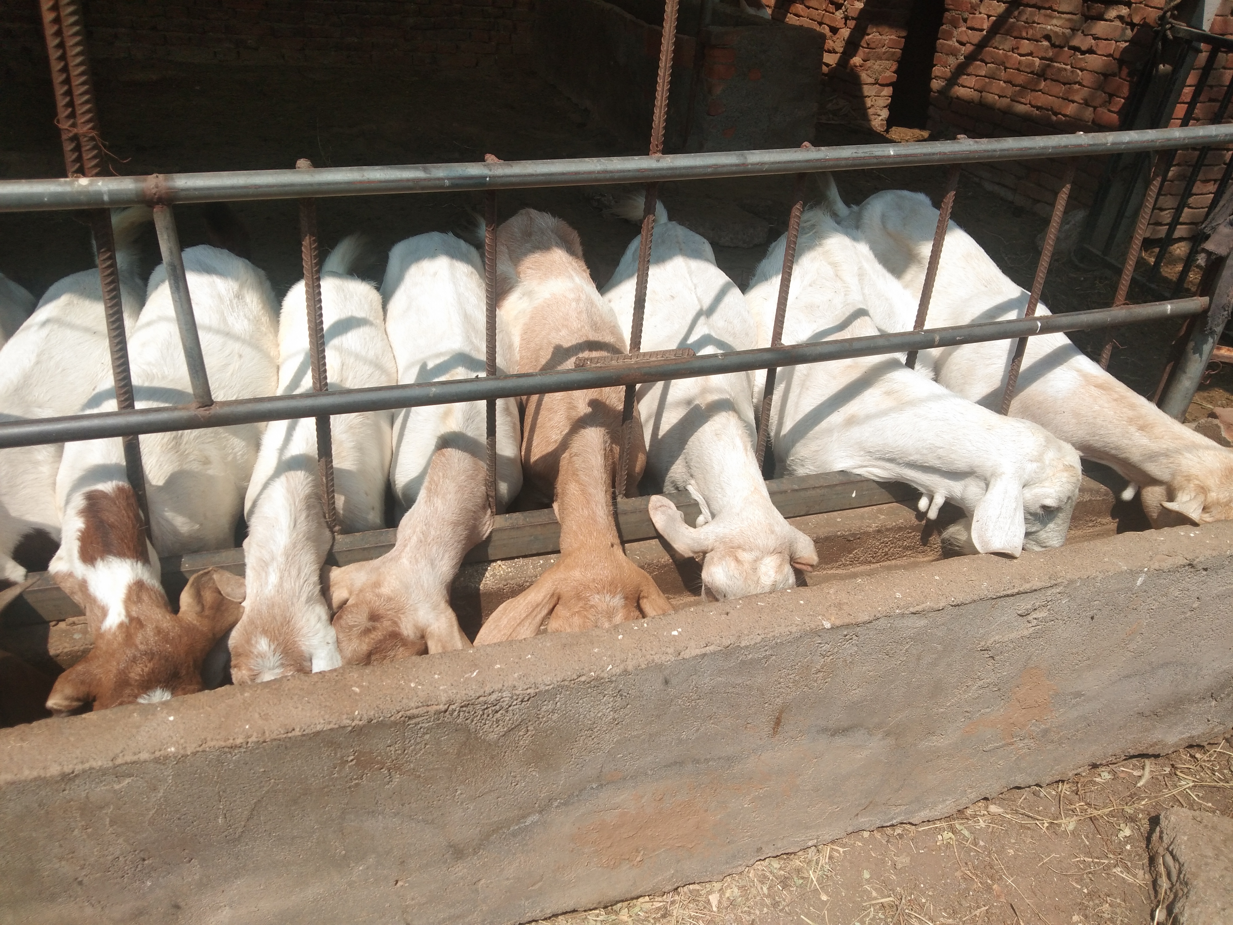 治疗和预防小羊羔软瘫的“万能”方子，收钱看病的请玩泥巴去吧