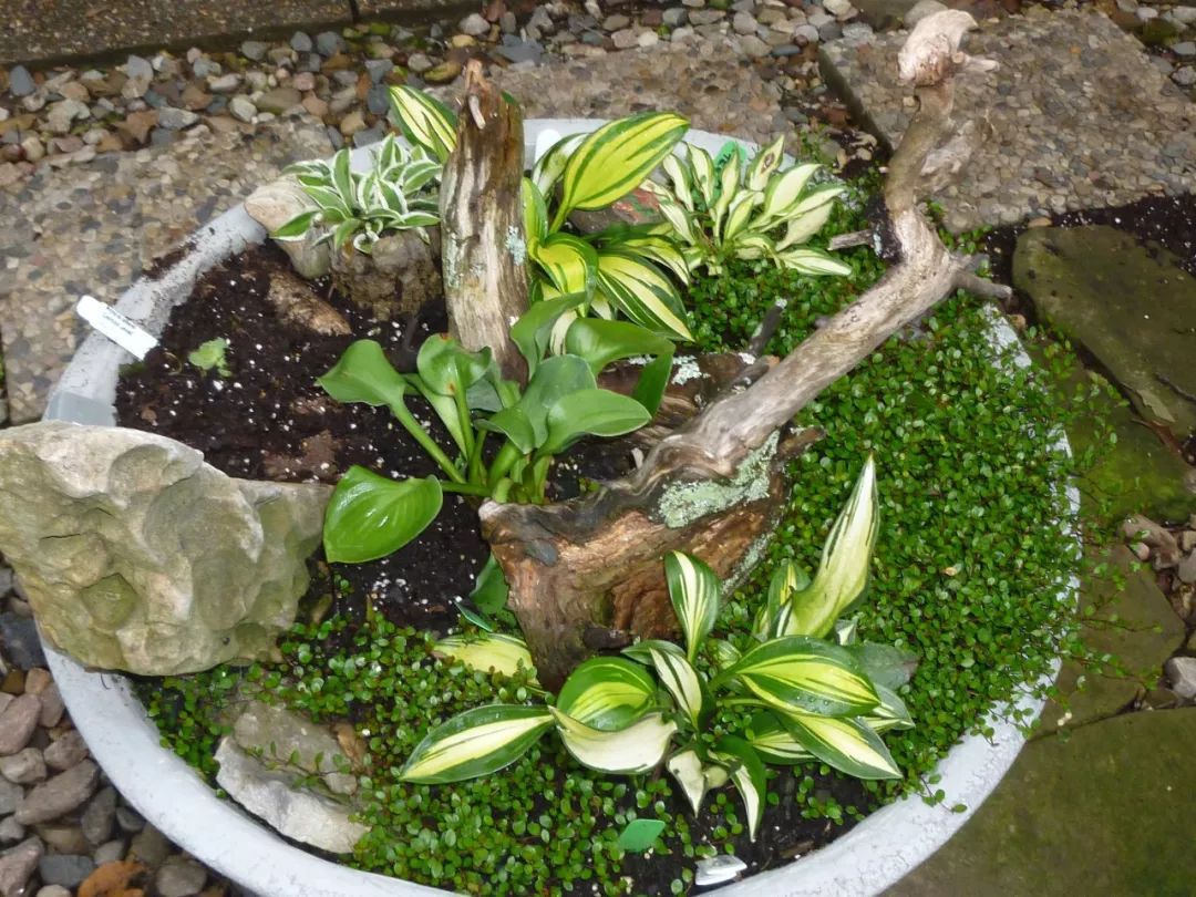 盆栽玉簪可以养在室内吗,玉簪花怎样养才能开花