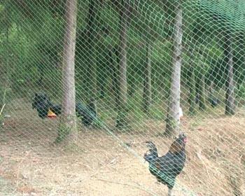 散养鸡和笼养鸡的技术和方法,散养鸡用什么网围栏