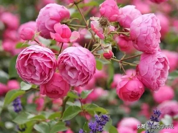 艾拉绒球小苗养护,艾拉绒球室内养殖方法