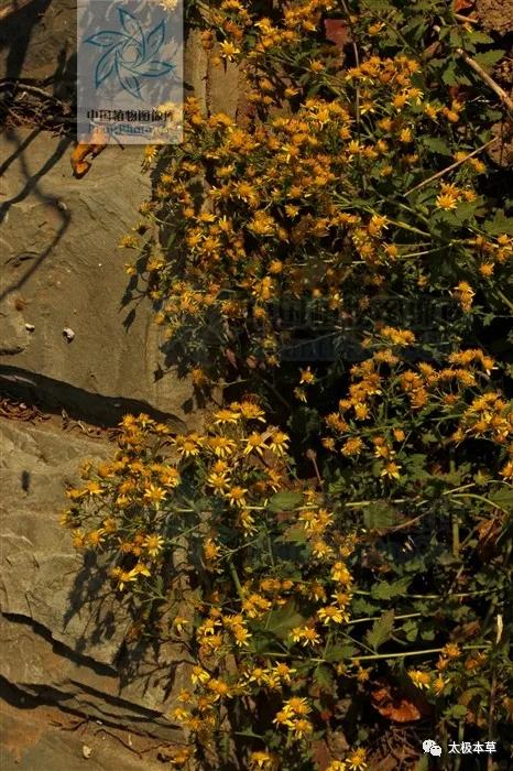 野菊花对咽喉肿痛有用吗,野菊花有清肝明目吗