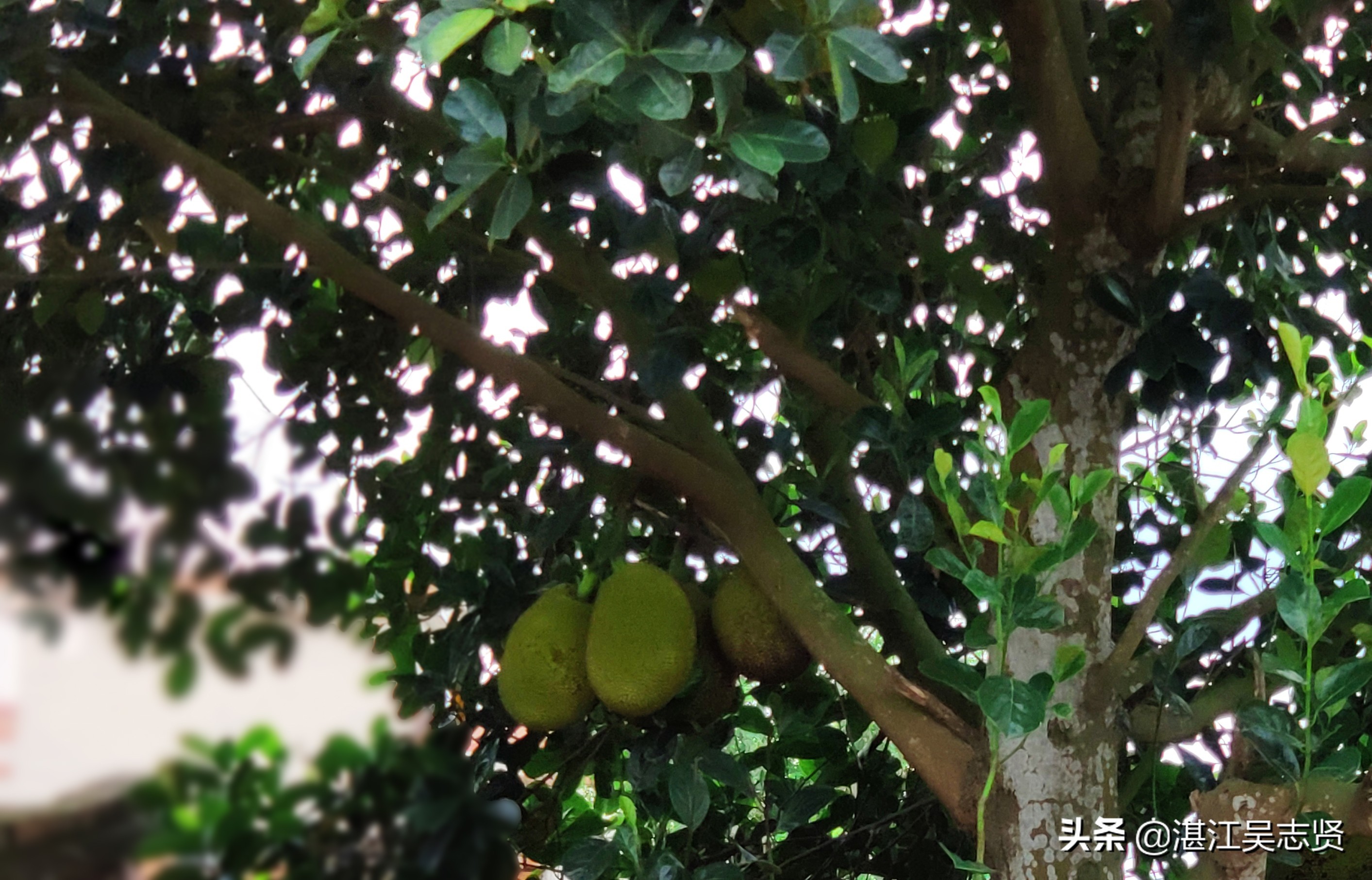 什么方法可以让菠萝蜜果肉熟得快,剥好的菠萝蜜如何存储变甜