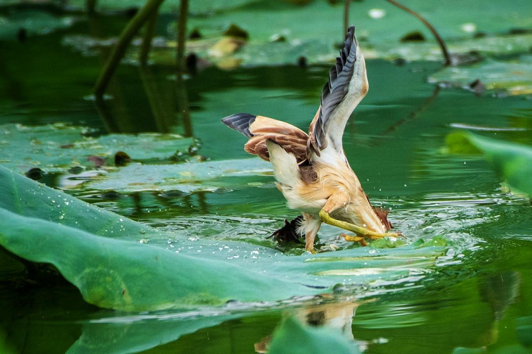 「生态」我在恩平很幸福