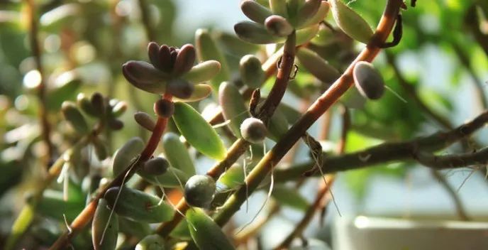 多肉长气根的原因及治疗,为啥多肉杆上长须根