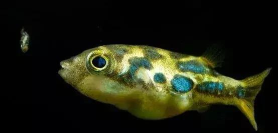 草缸小杂螺能除藻吗,草缸除杂螺最快的方法