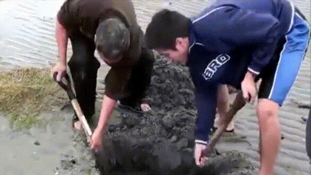 海鲜蛤蜊与蛤蜊区分,蛏子与小人蚬的区别