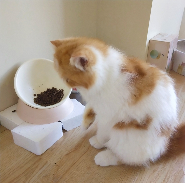 夏天猫咪食欲不振掉毛严重怎么办,猫咪夏季应该吃什么