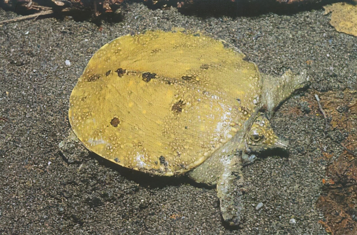 龟类纪录片,龟类图片