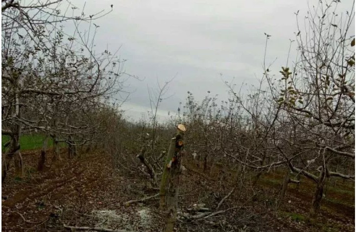 苹果郁闭园，冬剪改形切勿“隔靴挠痒”