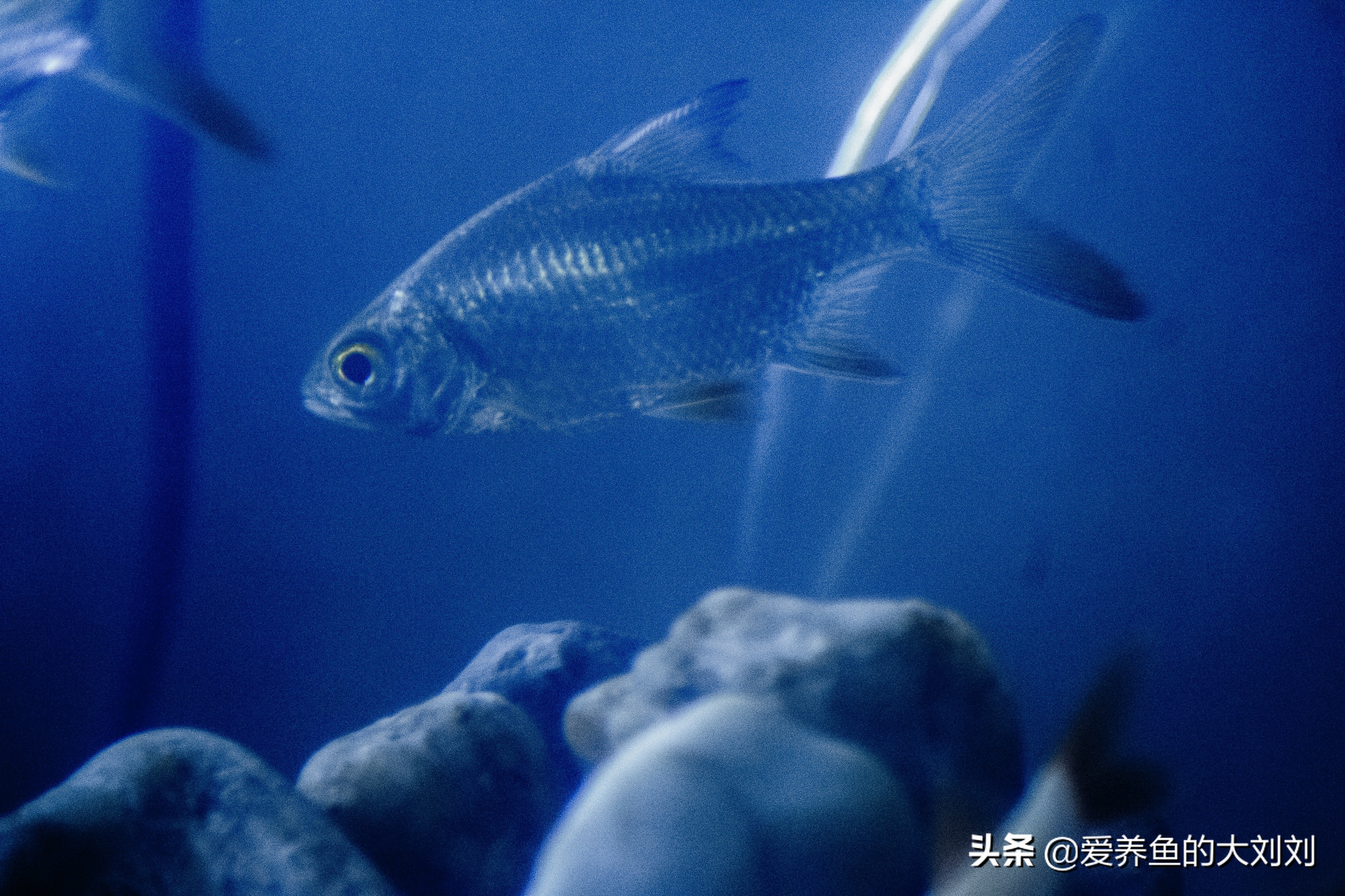 哪些观赏鱼会打架,观赏鱼总是打架受伤怎么办