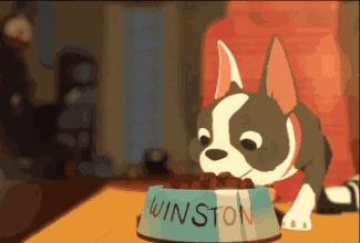 变质狗粮吃了拉稀怎么回事,吃进口狗粮拉稀