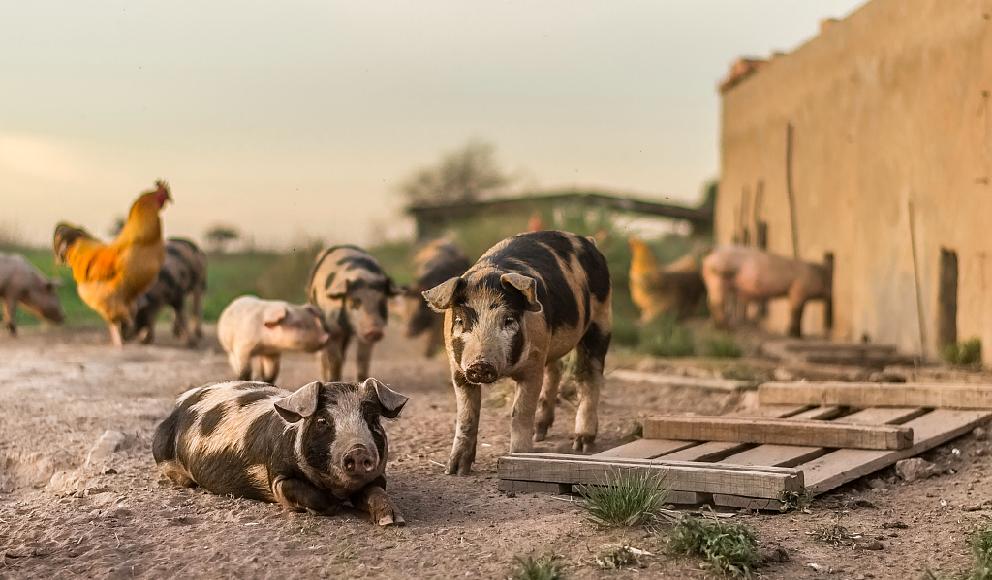 如果饲料也有“米其林”评级，蛋白质只算家常菜，肽才是精致料理