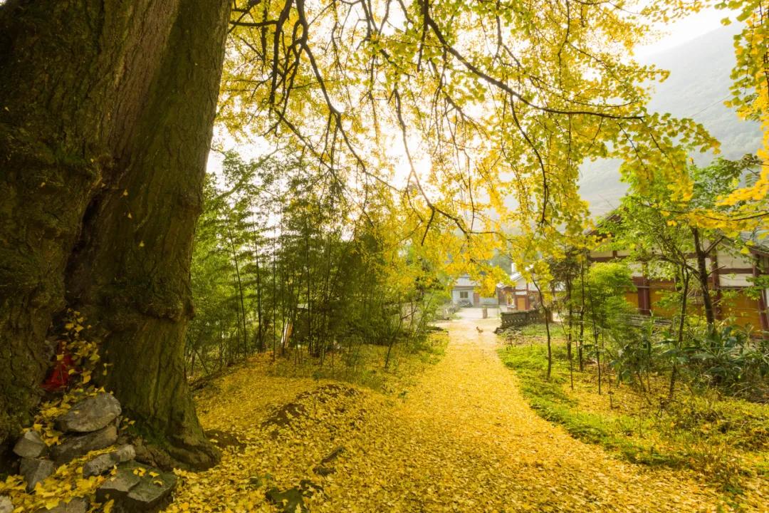 10首静美诗词,人间最美诗词50句