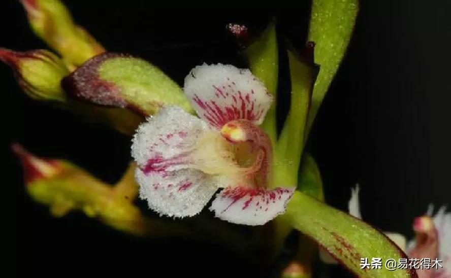 荷瓣兰最好的兰花品种排行,腋唇兰和春兰的区别