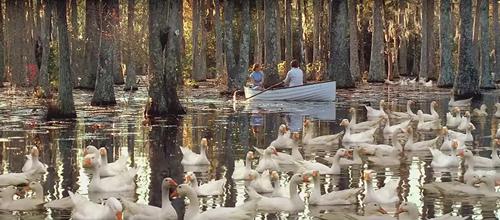 小猪短租、途家等平台陷困境！需警惕民宿投资*局骗**