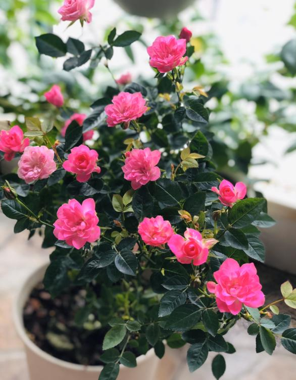 李子柒的院子都种的啥,李子柒推荐的三种花