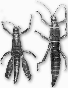 动物界十大伪装高手视频,动物界的伪装之王