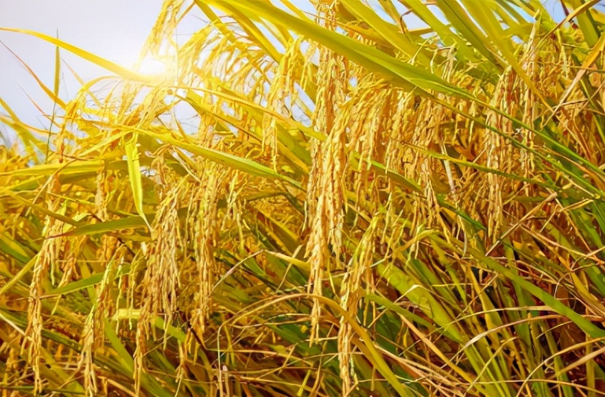 十月稻田正宗大米好吃吗,十月稻田五常大米直播热销第一名