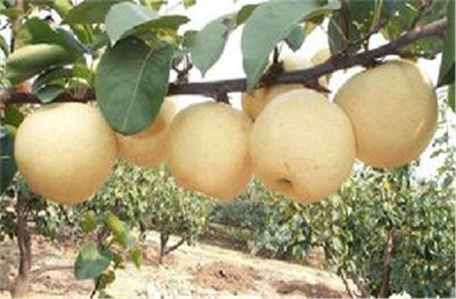 梨树病虫害防治一览表,梨树病虫害防治时间表最新