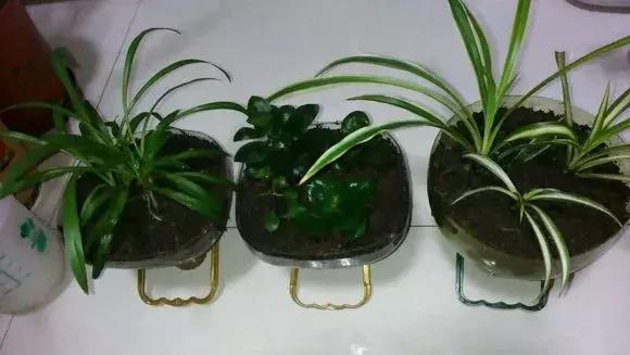 绿萝专用自吸花盆,绿萝吊兰怎么养才能长满花盆