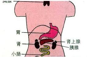 治白癜风很简单用它补黑色素,调理白癜风