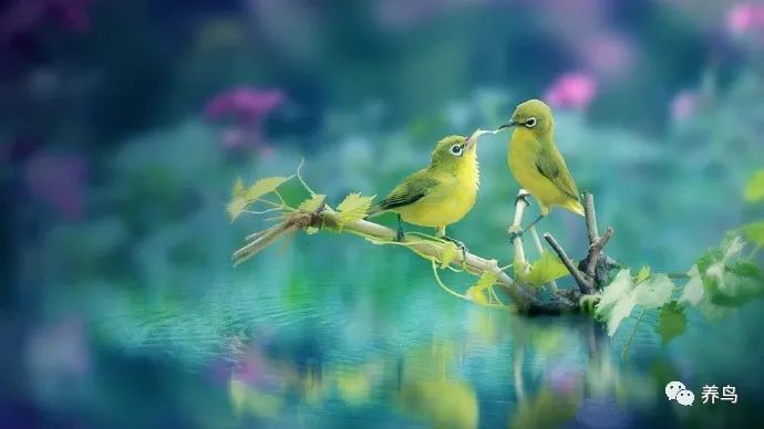 观赏鸟类排名,十大好看的观赏鸟排名榜