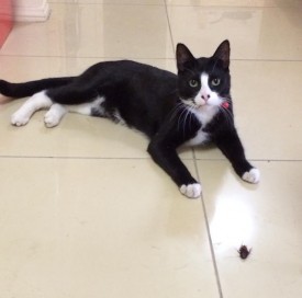 猫能把家里蟑螂抓完吗,家里有猫怎么预防蟑螂最有效方法