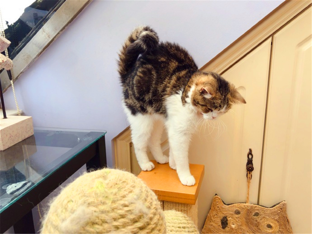 猫品种介绍田园猫,中华田园猫中最稀有的田园猫排名