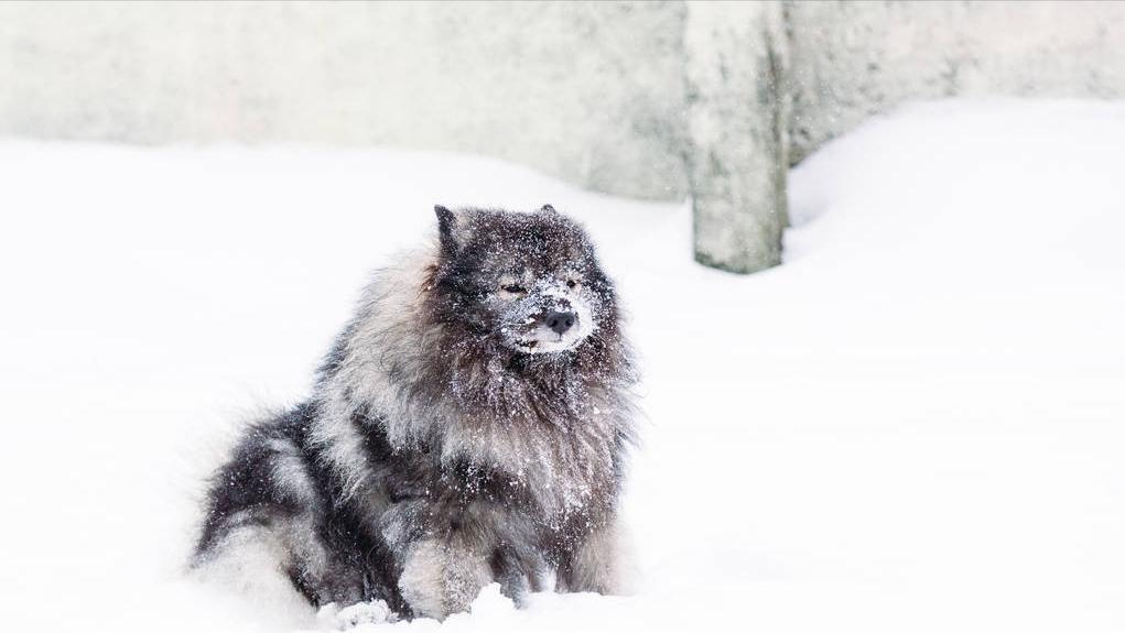 一只狗养了17年死前跟主人道别,老狗临死感人瞬间