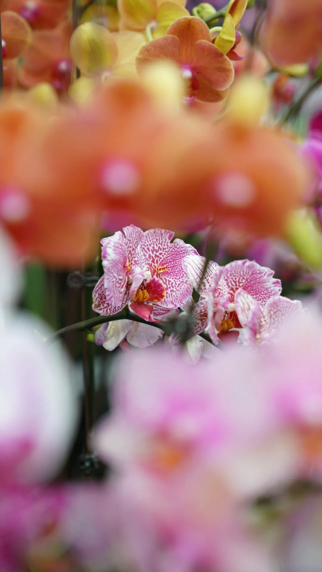 乌鲁木齐花市在哪里光明路附近,乌鲁木齐的花市在哪里