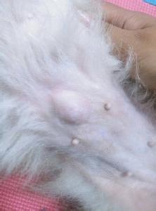 狗狗脐疝什么情况下需要治疗,狗狗脐疝能自愈的方法