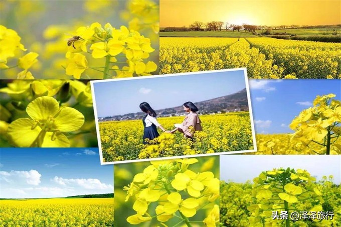 中国最美油菜花海汉中,中国最美油菜花海排名