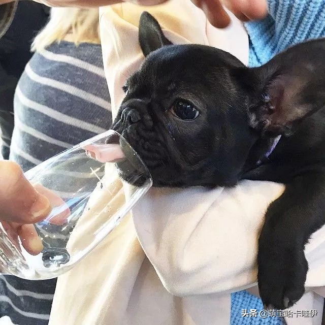 狗的舌头都有什么东西,狗狗舌头的秘密居然有7个