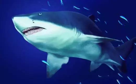 鲨鱼会被水淹死么,鲨鱼停止活动就会窒息而死