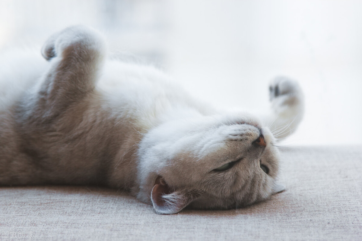 养宠经验猫咪连续呕吐三四天,幼猫呕吐不吃东西但状态好