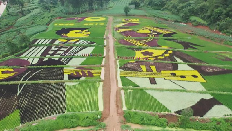 90后放弃城市打工回农村种果园,90后放弃百万收入