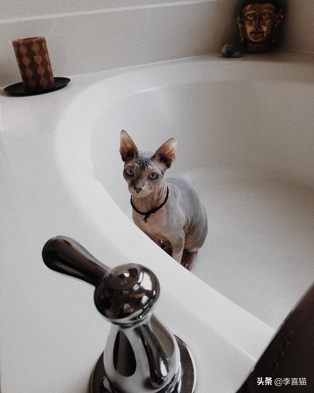 如何从猫咪呕吐物辨别是什么原因,猫咪出现呕吐了莫急试试这几招