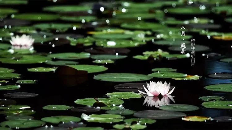 处暑饮食有讲究清补润燥稳入秋,处暑养生全攻略润秋燥消暑湿