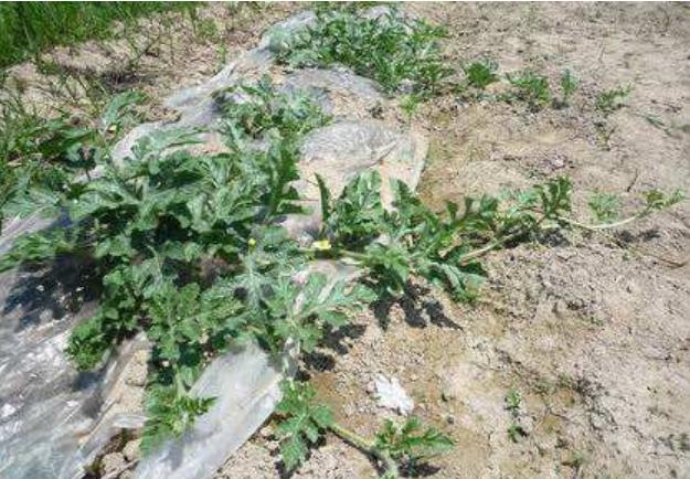 西瓜茎蔓开裂是什么病,西瓜茎蔓枯