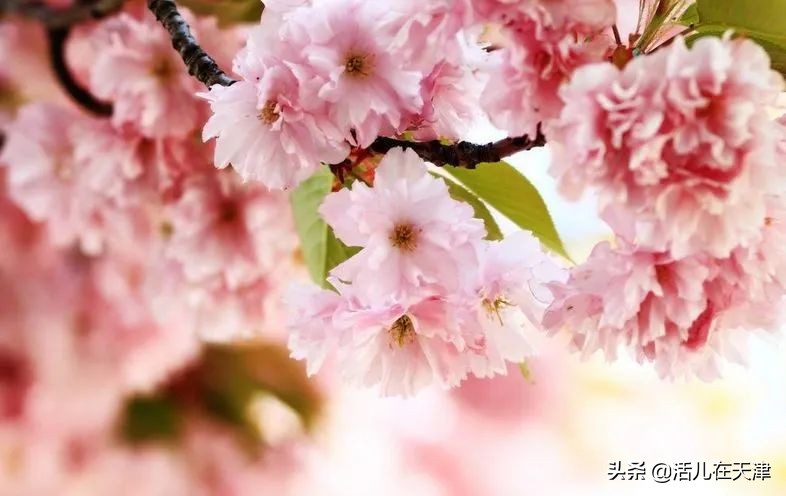 大“疫”灭清，天津2020赏花地图上线！