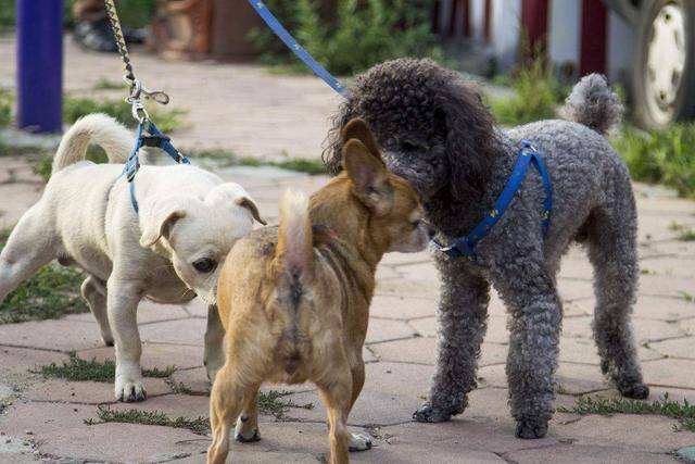 狗狗发情篇：有这些症状的狗子，一定要注意了